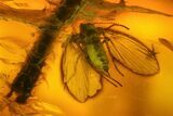 Two Fossil Flies and a Moss (Campylopus) Seed Capsule in Baltic Amber #135051-2